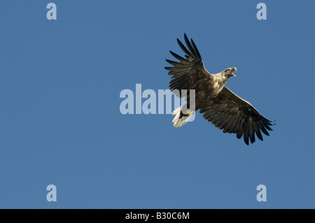 White tailed Eagle (Haliaetus Horste), Erwachsene im Flug Stockfoto