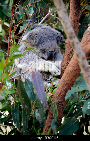 Koala schläft in einem Baum Stockfoto