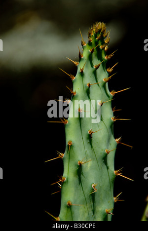 Ein Zweig eines Kaktus vor einem dunklen Hintergrund mit orange Spitzen hervorgehoben Stockfoto