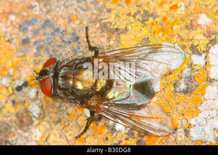 Schlag fliegen, Familie Calliphoridae. Auf Boden mit Flechten Stockfoto