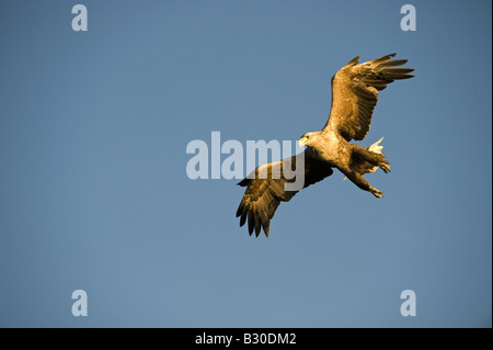 Seeadler (Haliaetus Horste), Erwachsene im Flug Stockfoto