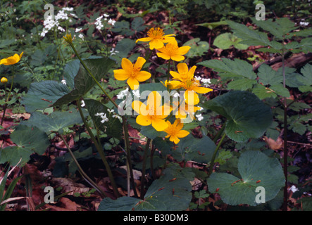 Marsh Marigold Caltha Palustris Frühlingsblume April Stockfoto