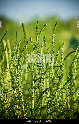 Gemeinsamen Ambrosia-Ambrosia artemisiifolia Stockfoto