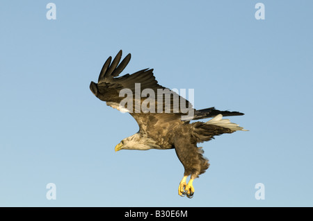 White tailed Eagle (Haliaetus Horste), Erwachsene im Landeanflug Stockfoto