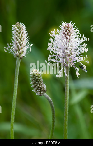 Hoary Wegerich (Plantago Media) Stockfoto