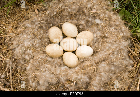 Kanadagans Branta Canadensis, nest mit sieben Eiern Stockfoto