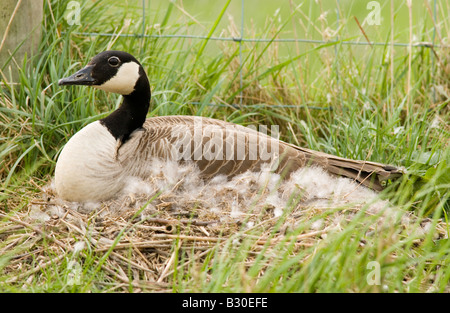 Erwachsenen Kanadagans Branta Canadensis auf Nest mit Eiern Stockfoto