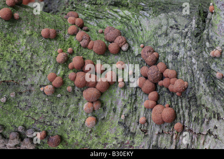Buche Woodwart - Hypoxylon fragiforme Stockfoto