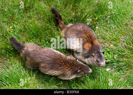 Nationalpark Hohe Tauern: Franz-Josefs-Höhe Sicht: Murmeltiere Stockfoto