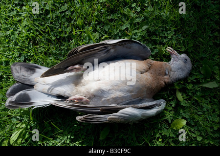 Eine tote Taube im Garten von einer Katze gefangen Stockfoto