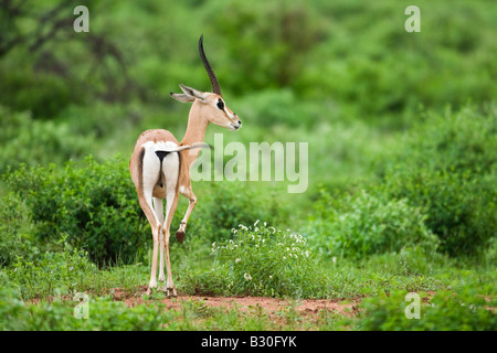 Grant es Gazelle (Gazella Grantii) Stockfoto