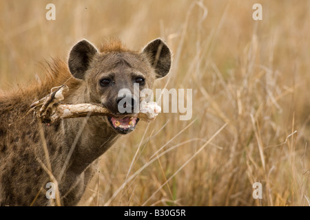 Gefleckte Hyänen (Crocuta Crocuta) Stockfoto