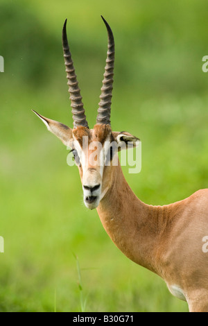 Grant es Gazelle [Gazella Grantii] Stockfoto