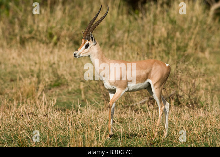 Grant es Gazelle (Gazella Grantii) Stockfoto