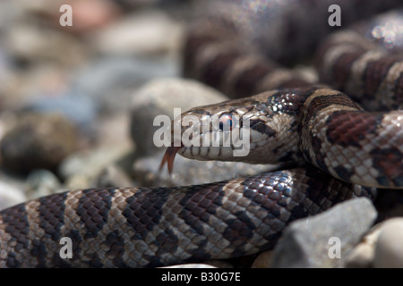 Milch-Schlange Reptil kaltblütige Schlange Stockfoto
