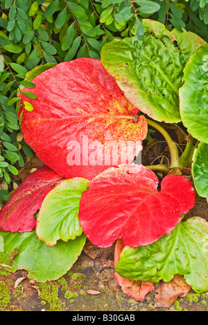 Bergenie Blätter rot im Herbst Stockfoto