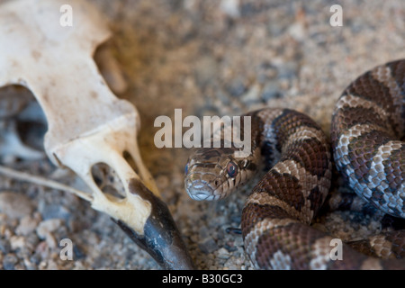 Milch-Schlange Reptil kaltblütige Schlange Stockfoto