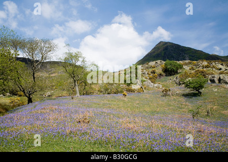 Rannerdale Secret Valley Glockenblumen und Weiden des Lake District National Park Cumbria Stockfoto