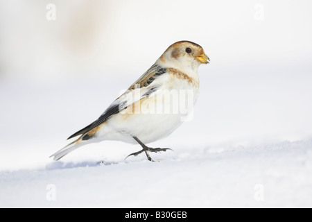 Snow Bunting (Plectrophenax Nivalis), weibliche auf Schnee Stockfoto