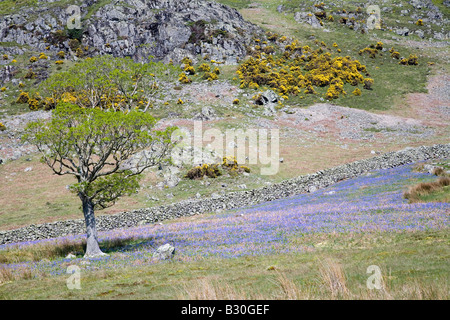 Rannerdale untere Fjällflanken Secret Valley Glockenblumen und Weiden des Lake District National Park Cumbria Stockfoto