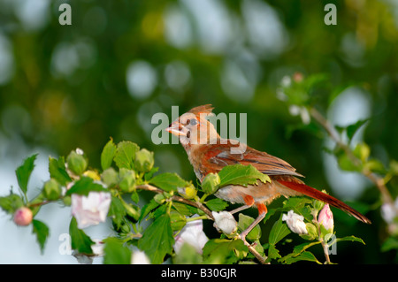 Eine weibliche Northern cardinal, Cardinalis cardinalis, Sitzstangen in einem stieg von Sharon Bush. Oklahoma, USA. Stockfoto