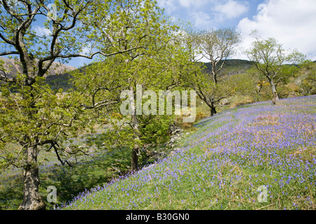 Rannerdale Secret Valley Glockenblumen und Weiden des Lake District National Park Cumbria Stockfoto