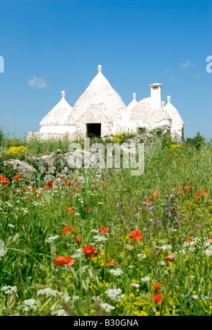 Europa Italien Apulien white Trullo House in Blumenwiese und Natursteinmauer in der Nähe von Stadt von Alberobello Stockfoto
