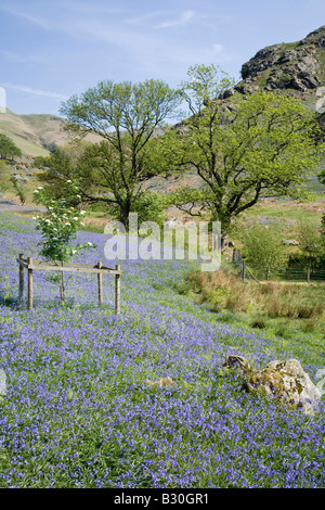 Rannerdale Secret Valley Glockenblumen und Weiden des Lake District National Park Cumbria Stockfoto