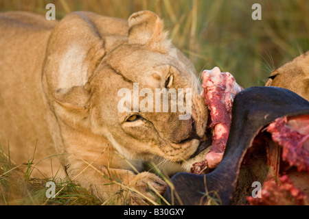 Löwin (Panthera Leo) auf einem Wildebeast kill Stockfoto