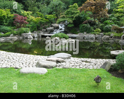 Im japanischen Kyoto Garden, Holland Park, Kensington, London, England, Großbritannien, USA, UK, Europa Stockfoto