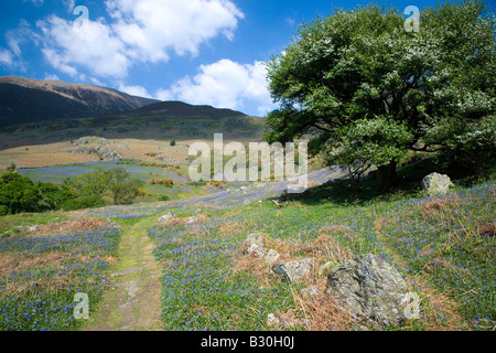 Rannerdale Secret Valley Glockenblumen und Weiden des Lake District National Park Cumbria Stockfoto