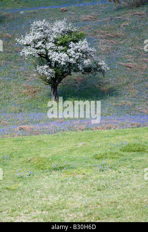 Rannerdale untere Fjällflanken Secret Valley Glockenblumen und Weiden des Lake District National Park Cumbria Stockfoto