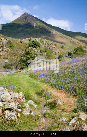 Rannerdale Secret Valley Glockenblumen und Weiden des Lake District National Park Cumbria Stockfoto