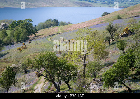 Rannerdale untere Fjällflanken Secret Valley Glockenblumen und Weiden des Lake District National Park Cumbria Stockfoto