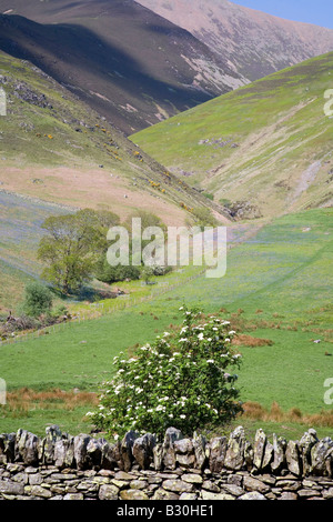 Rannerdale untere Fjällflanken Secret Valley Glockenblumen und Weiden des Lake District National Park Cumbria Stockfoto