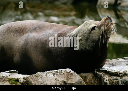 Bull Seelöwen bei Chester Zoo, UK. Stockfoto