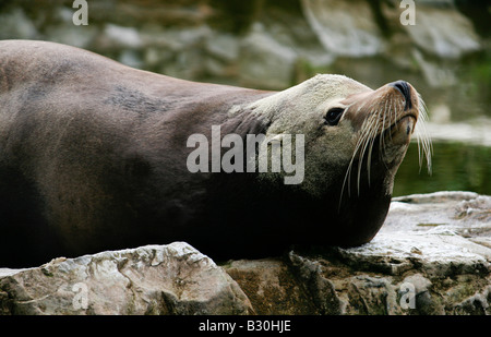 Bull Seelöwen bei Chester Zoo, UK. Stockfoto