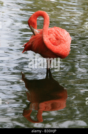 Chilenische Flamingo (Phoenicopterus Chilensis) bei Chester Zoo, UK. Stockfoto