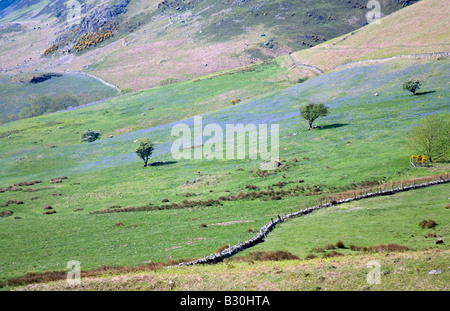 Rannerdale untere Fjällflanken Secret Valley Glockenblumen und Weiden des Lake District National Park Cumbria Stockfoto