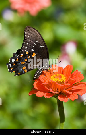 Schwarzen Schwalbenschwanz Schmetterling Stockfoto