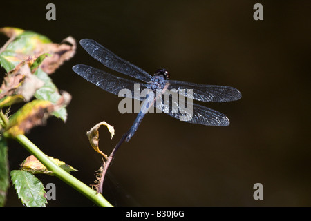 Schiefermineralität Abstreicheisen Libelle thront auf Zweig Stockfoto