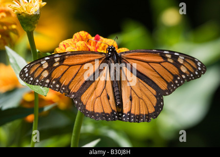 Monarchfalter auf gelben zenia Stockfoto