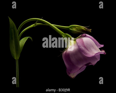 Einzelne lila Lisianthus auf schwarzem Hintergrund Stockfoto