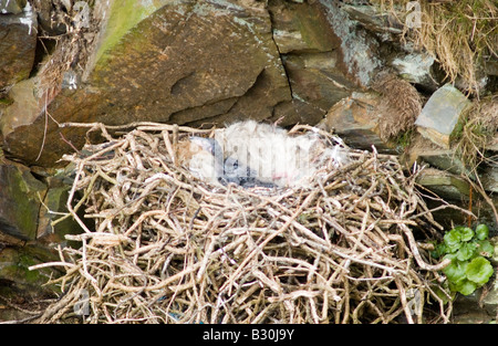 Raben-Nest, Corvus Corax, auf Felsen mit 2 Wochen alten Jungen Stockfoto