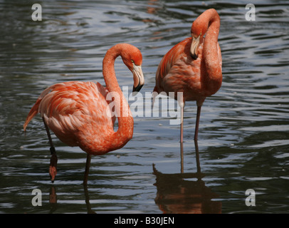 Chilenische Flamingos (Phoenicopterus Chilensis) bei Chester Zoo, UK. Stockfoto