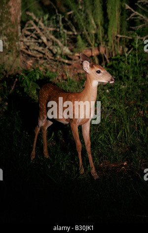 Doe im Scheinwerferlicht Stockfoto