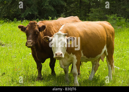 Zwei Kühe genießen einen Sommernachmittag in Kanada. Stockfoto