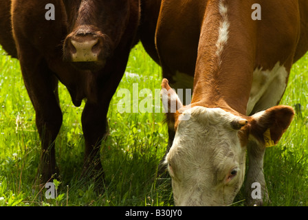 Zwei Kühe genießen einen Sommernachmittag in Kanada. Stockfoto