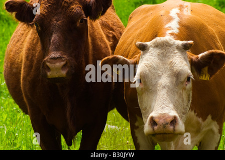 Zwei Kühe genießen einen Sommernachmittag in Kanada. Stockfoto