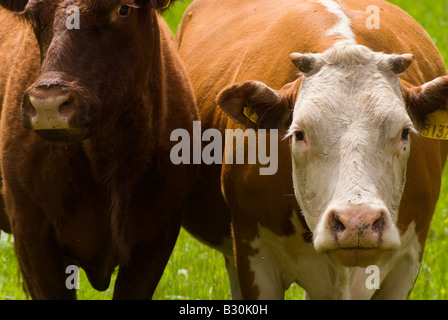 Zwei Kühe genießen einen Sommernachmittag in Kanada. Stockfoto